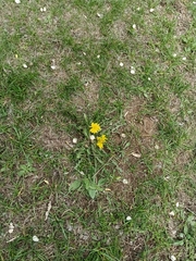 Taraxacum mongolicum