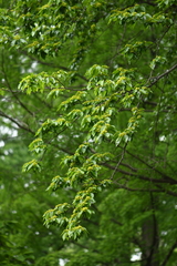 Paliurus hemsleyanus