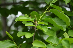Magnolia denudata