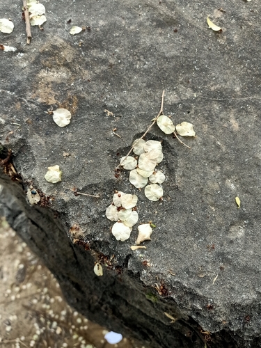 Siberian elm