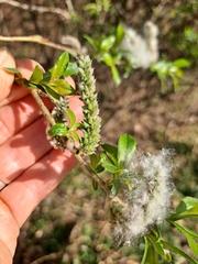Salix udensis