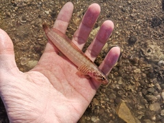 Ernogrammus hexagrammus