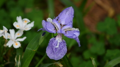 Iris tectorum