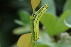 Macroglossum passalus