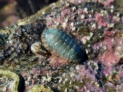 Ischnochiton comptus