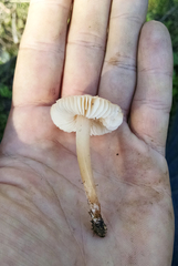 Leucoinocybe lenta