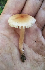 Leucoinocybe lenta