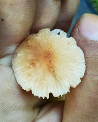Leucoinocybe lenta