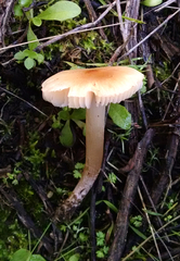 Leucoinocybe lenta