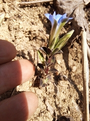 Gentiana squarrosa