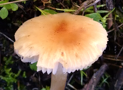 Leucoinocybe lenta