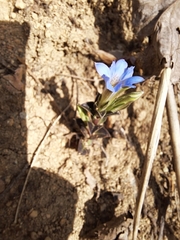 Gentiana squarrosa