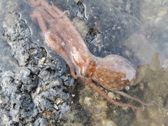 Octopus minor