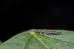 Cranopygia