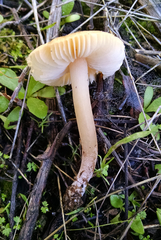 Leucoinocybe lenta
