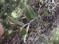 Capparis lasiantha