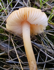 Leucoinocybe lenta