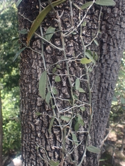 Capparis lasiantha