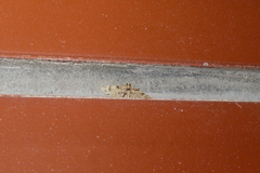 Gymnoscelis admixtaria