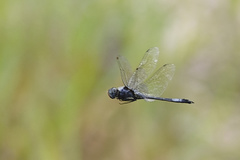 Zygonyx natalensis