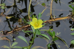 Ludwigia taiwanensis