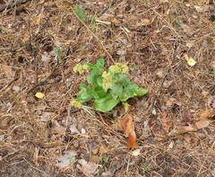 Hylotelephium maximum maximum