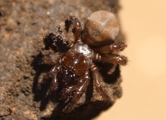 Aliatypus
