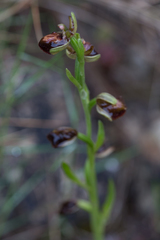 Ophrys sphegodes passionis