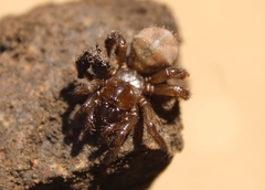 Aliatypus