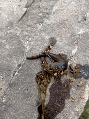 Whitmania pigra