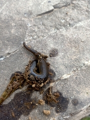 Whitmania pigra