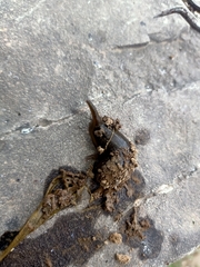Whitmania pigra