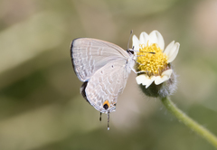 Catochrysops panormus