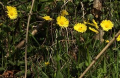 Doronicum pardalianches