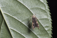 Ashibusa