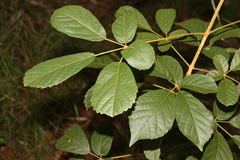 Handroanthus chrysotrichus
