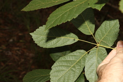 Handroanthus chrysotrichus