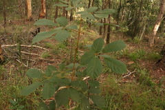 Handroanthus chrysotrichus