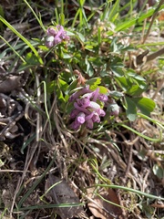 Corydalis pumila