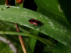 Dionconotus confluens
