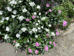 Catharanthus roseus