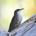 White-throated Treecreeper - Photo (c) angelinbotanico, some rights reserved (CC BY-NC)