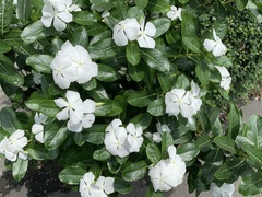 Catharanthus roseus