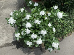 Catharanthus roseus