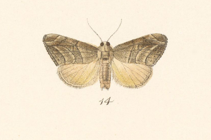 Bagisara malacha