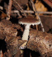 Stropharia formosa