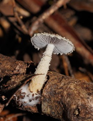 Stropharia formosa