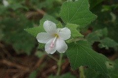 Pavonia columella