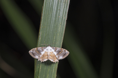 Europlema quadripunctata