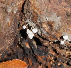 Physalacria australiensis